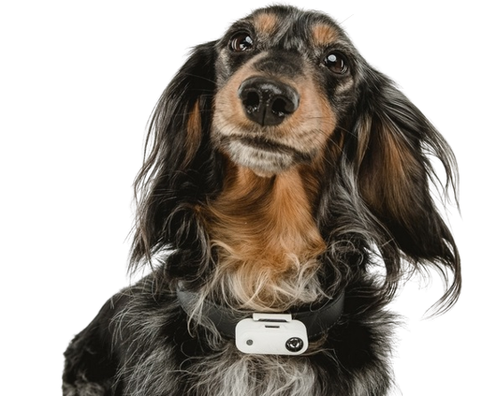 Espantapájaros ultrasónicos para mascotas (perro y gato) contra garrapatas y pulgas - Interior y exterior y recargables