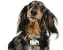 Espantapájaros ultrasónicos para mascotas (perro y gato) contra garrapatas y pulgas - Interior y exterior y recargables